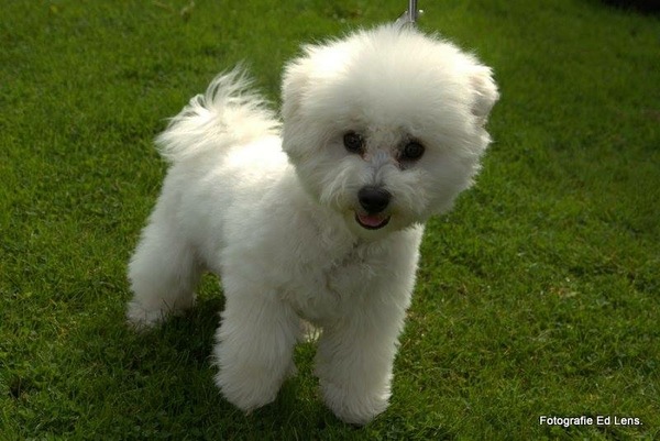 Bichon Frise