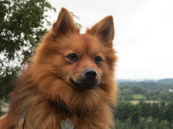 Keeshond, Middenslag
