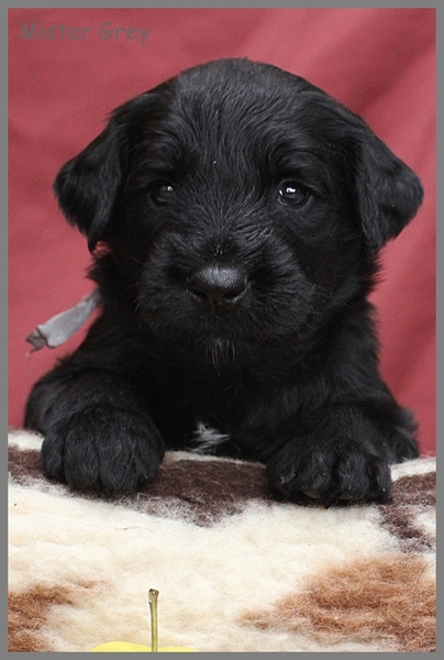 Briards du Manoir Noble