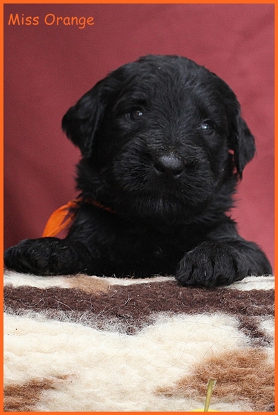 Briards du Manoir Noble