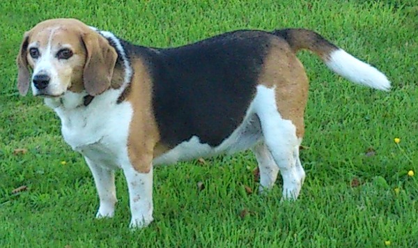 Beagle