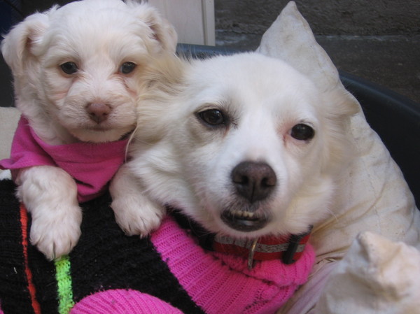 Mijn hondje Sipca en haar pupje Joeri (een jongentje)