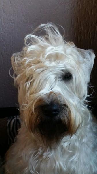 Irish Softcoated Wheaten Terriër