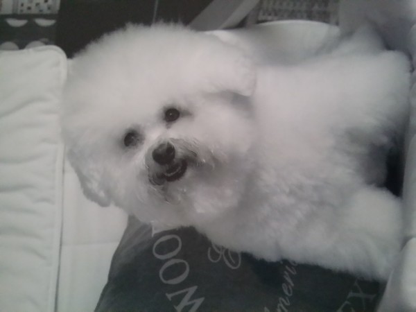 Bichon Frise