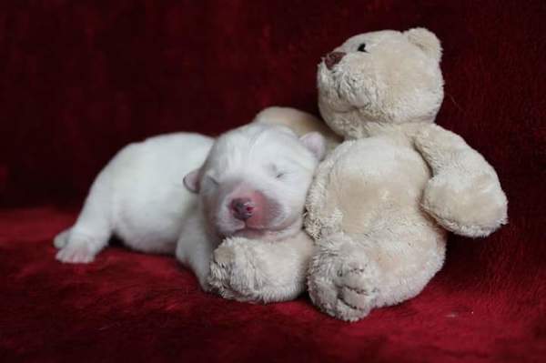 van 't Huis te Woude