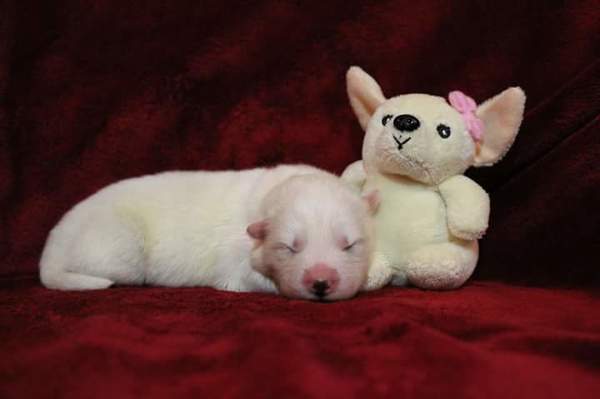 van 't Huis te Woude