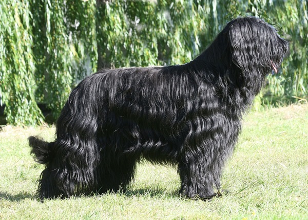 Briard