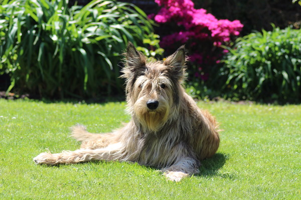 Picardische Herdershond