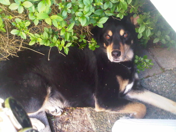 Laplandse Herdershond