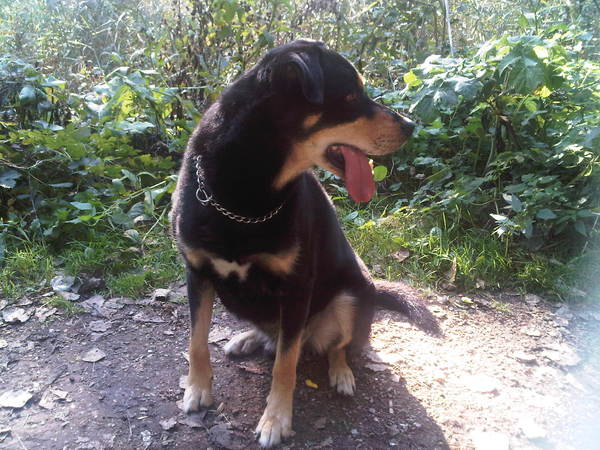 Laplandse Herdershond