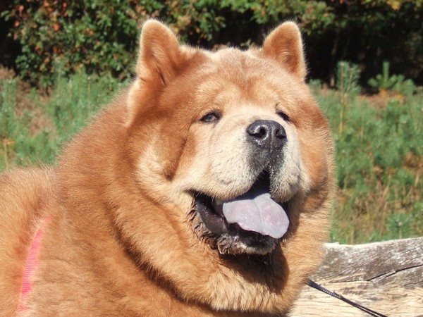 Chow chow