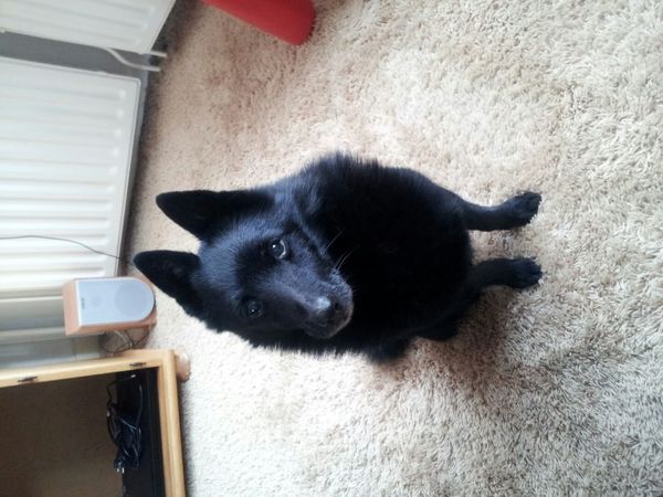 Schipperke