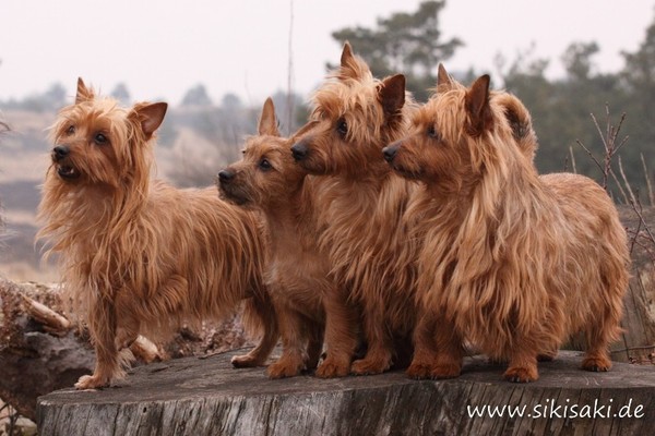 von den Grauen Anfurten