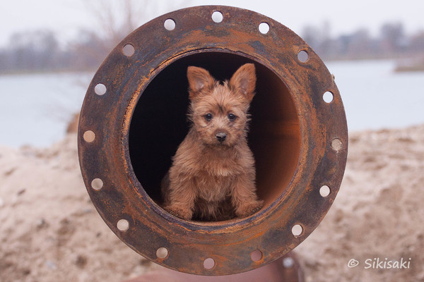 von den Grauen Anfurten