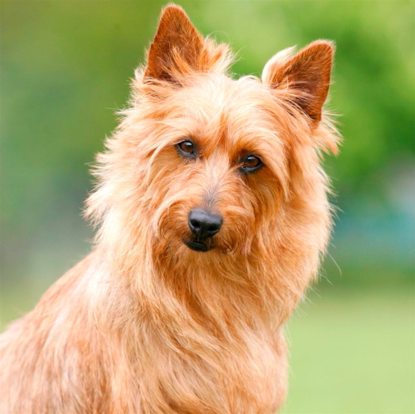 von den Grauen Anfurten