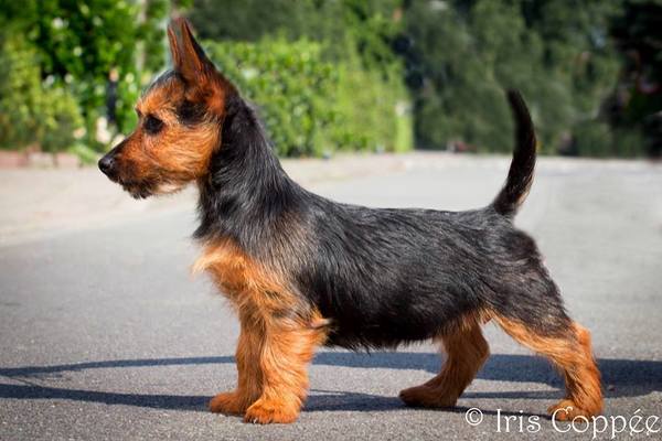 von den Grauen Anfurten