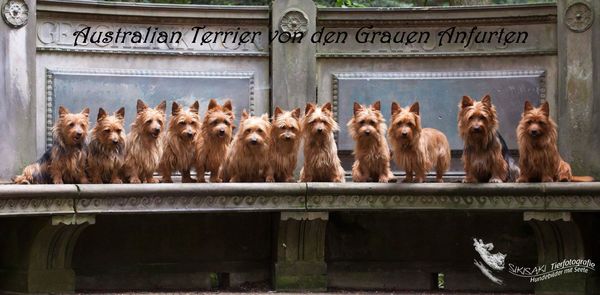 von den Grauen Anfurten