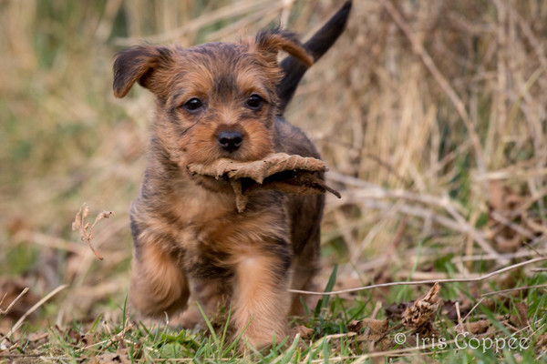 von den Grauen Anfurten