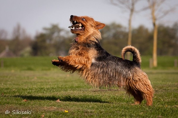 von den Grauen Anfurten