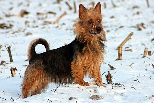 von den Grauen Anfurten