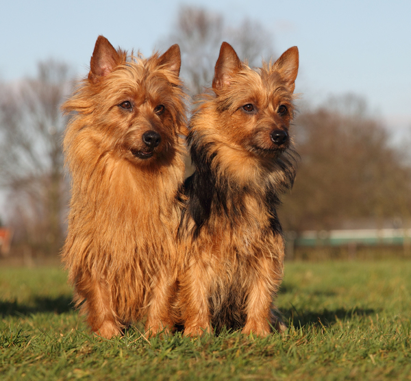 von den Grauen Anfurten