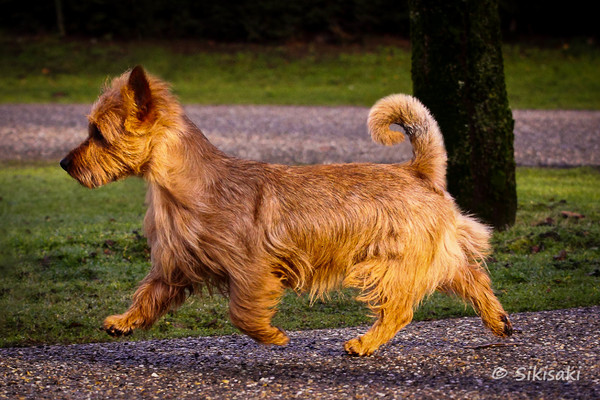 von den Grauen Anfurten