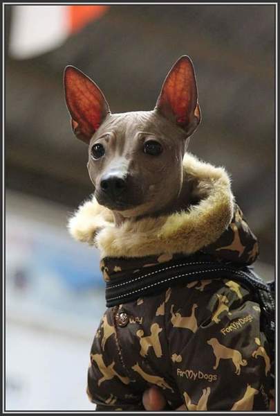 Amerikaanse Naakthond