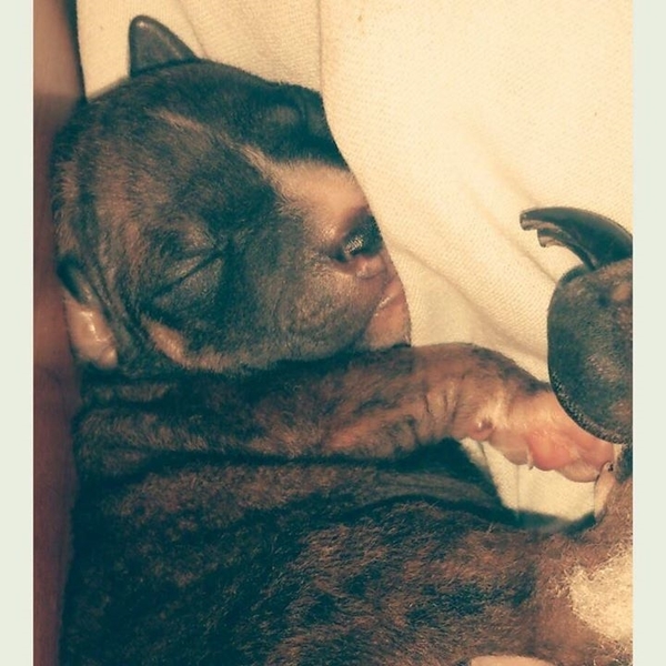 Amerikaanse Naakthond