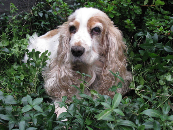 Engelse Cocker Spaniel