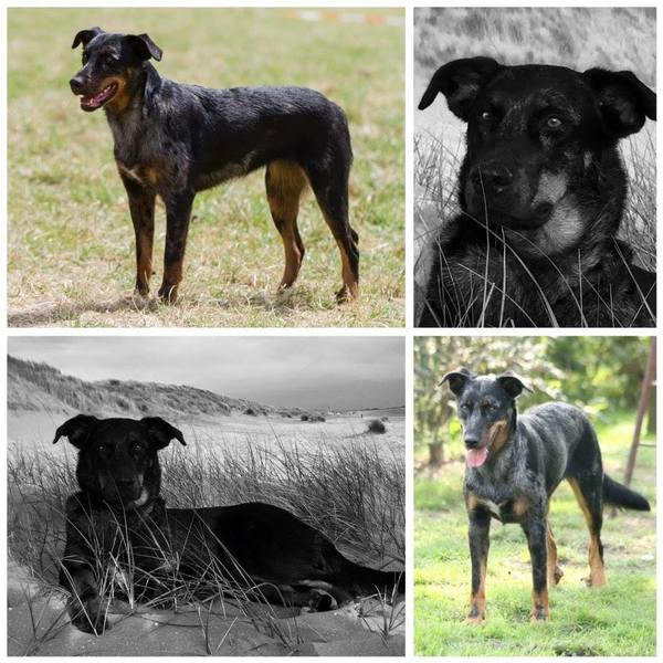 Berger de la Seldensate