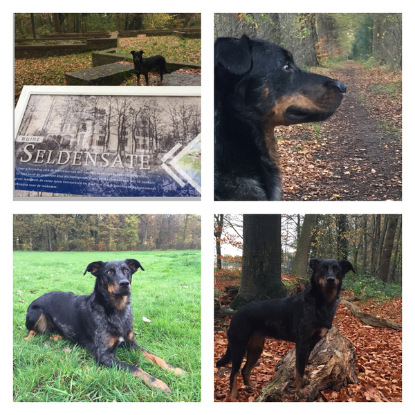 Berger de la Seldensate