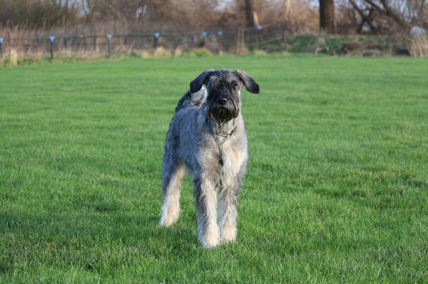 Riesenschnauzer, peper en zout