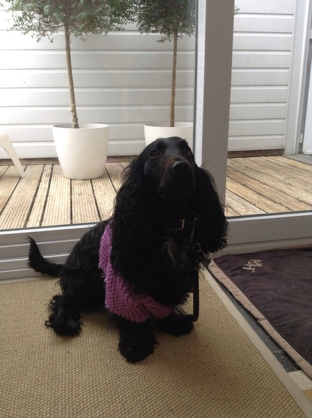 Engelse Cocker Spaniel