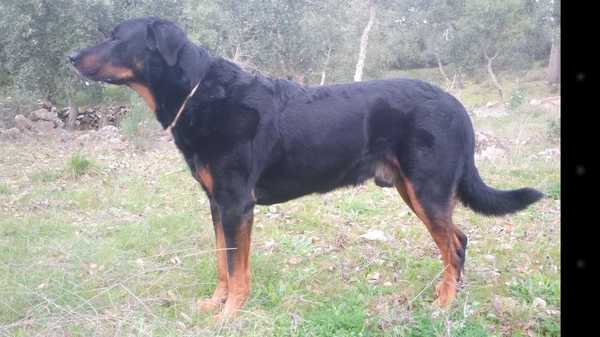 Beauceron