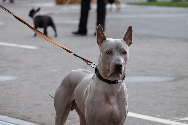 Thai Ridgeback