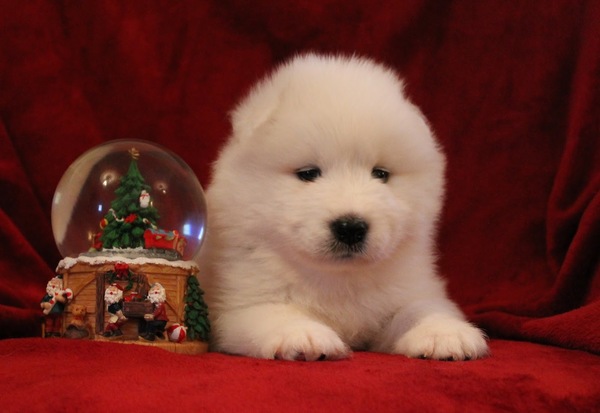 van 't Huis te Woude