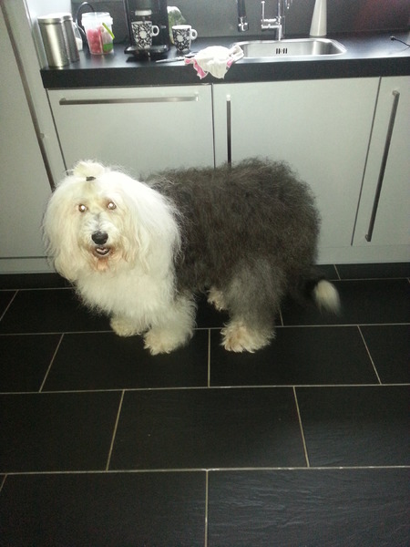 Old English Sheepdog