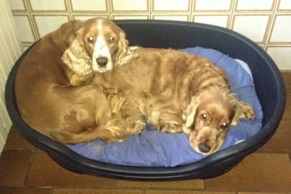 Engelse Cocker Spaniel