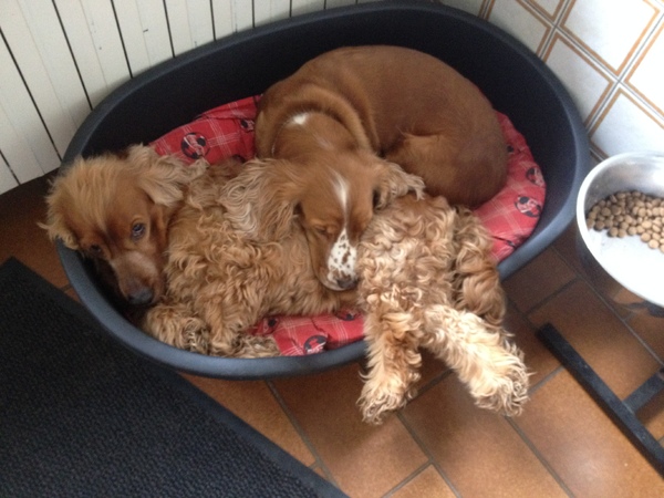 Engelse Cocker Spaniel