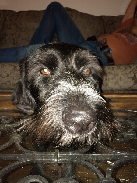 Duitse Staande Hond, Draadhaar