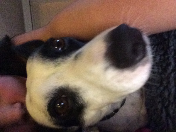 Jack Russell Terrier