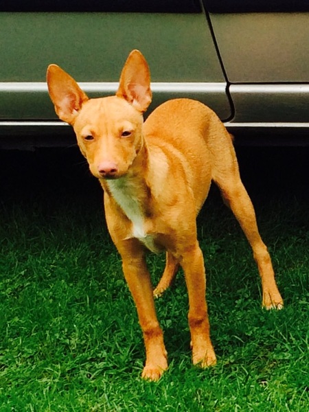 Podenco Andaluz