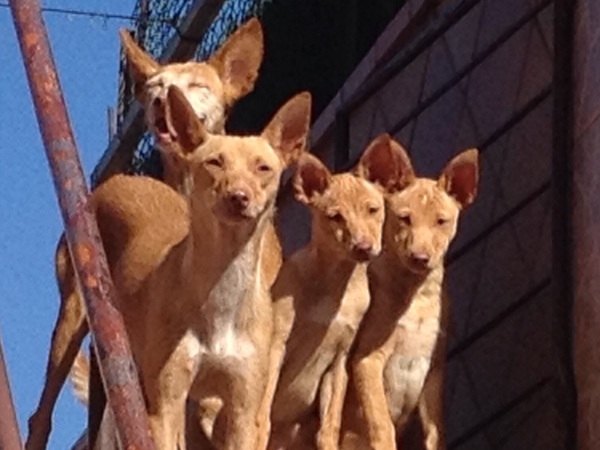 Podenco Andaluz