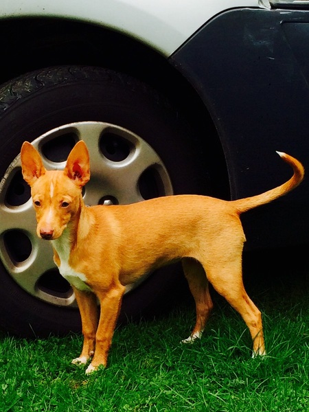 Podenco Andaluz