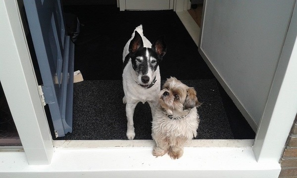 Foxterrier, gladhaar