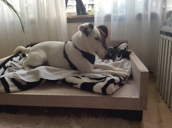 Foxterrier, gladhaar