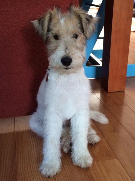 Foxterrier, draadhaar