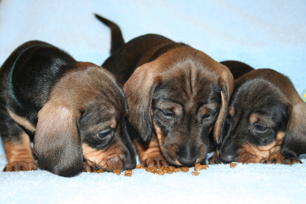 van de Graafjansdijk