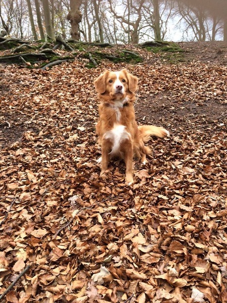 Nova Scotia Duck Tolling Retriever