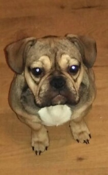 Franse Bulldog